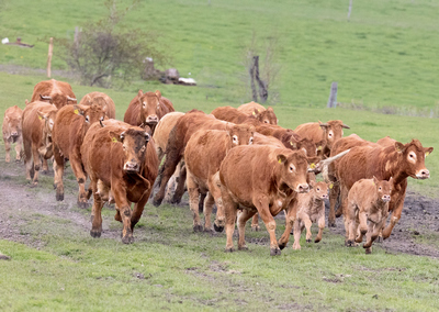 Limousin