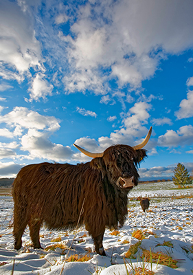 Highland Rind Fotomagnet