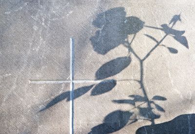 Rosenschatten