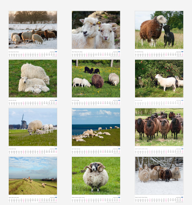 ... geliebte Schafe 2012