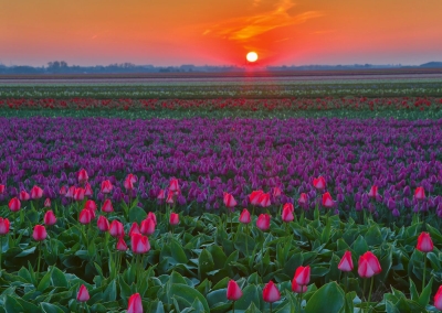 Tulpenfeld mit Sonnenaufgang