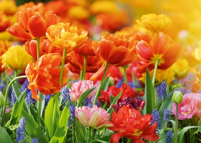 Tulpen, Perlhyazinten