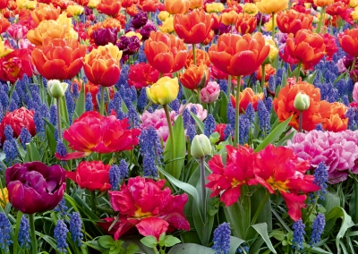 Tulpen, Perlhyazinten