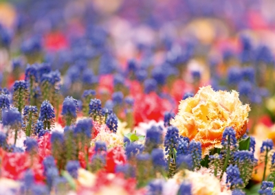 Tulpen, Perlhyazinten