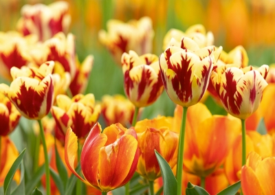 Tulpen Tulips