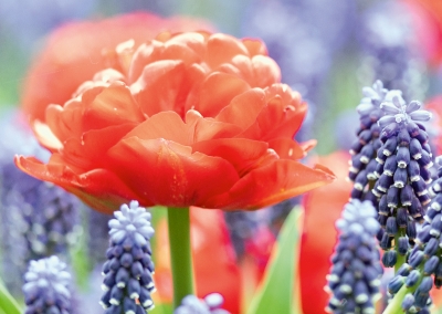 Tulpen, Perlhyazinten