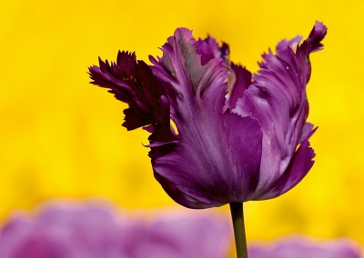 Tulpen Tulips