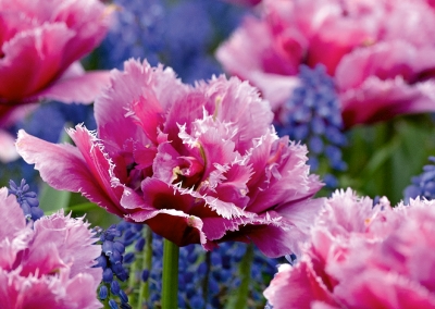 Tulpen, Perlhyazinten