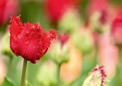 Tulpen Tulips