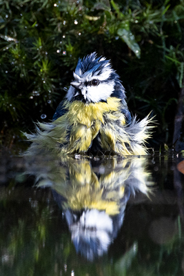 Blaumeise Fotomagnet