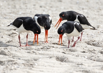 Austernfischer Fotomagnet