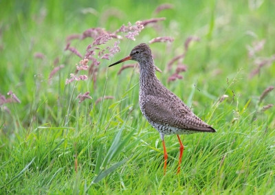 Rotschenkel Fotomagnet