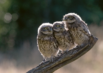 Steinkäuze Fotomagnet