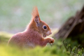 Eichhörnchen Fotomagnet