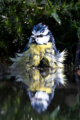 Blaumeise Fotomagnet