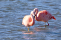 Flamingos Fotomagnet