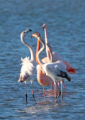 Flamingos Fotomagnet