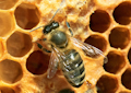 Bienen Fotomagnet