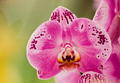 Orchideen eye 0279