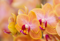 Orchideen eye 0285