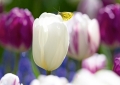 Tulpen Tulips