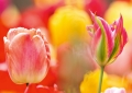 Tulpen Tulips