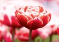 Tulpen Tulips