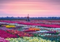 Tulpen Tulips