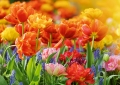 Tulpen, Perlhyazinten