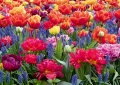 Tulpen, Perlhyazinten