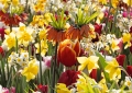 Tulpen, Osterglocken und Kaizerkrone