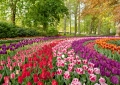 Keukenhof