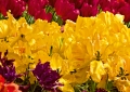 Tulpen Tulips