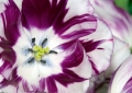 Tulpen Tulips