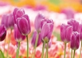 Tulpen Tulips