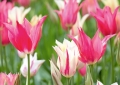 Tulpen Tulips
