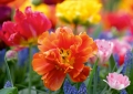 Tulpen, Perlhyazinten