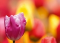 Tulpen Tulips