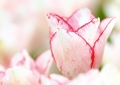 Tulpen Tulips