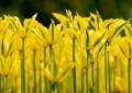 Tulpen Tulips