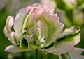 Tulpen Tulips