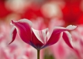 Tulpen Tulips