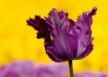Tulpen Tulips