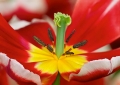 Tulpen Tulips
