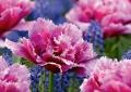 Tulpen, Perlhyazinten