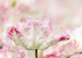 Tulpen Tulips