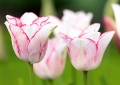 Tulpen Tulips