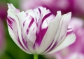 Tulpen Tulips