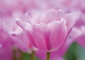 Tulpen Tulips