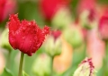 Tulpen Tulips